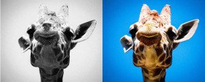 Giraffe Mixed